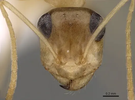 Myrmecocystus pyramicus - CASENT0280529