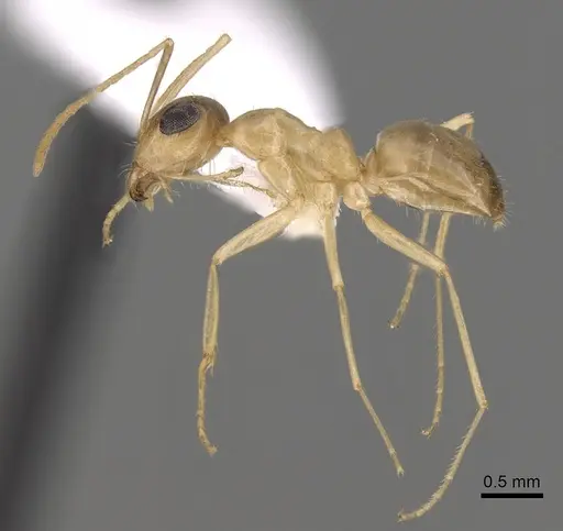 Myrmecocystus pyramicus - CASENT0280529
