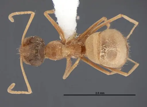 Myrmecocystus pyramicus - FMNHINS0000062665