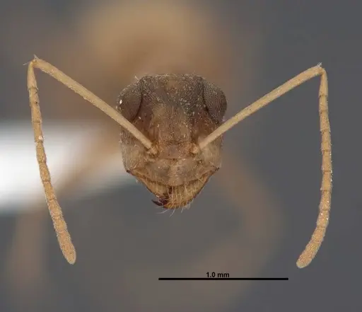 Myrmecocystus pyramicus - FMNHINS0000062665