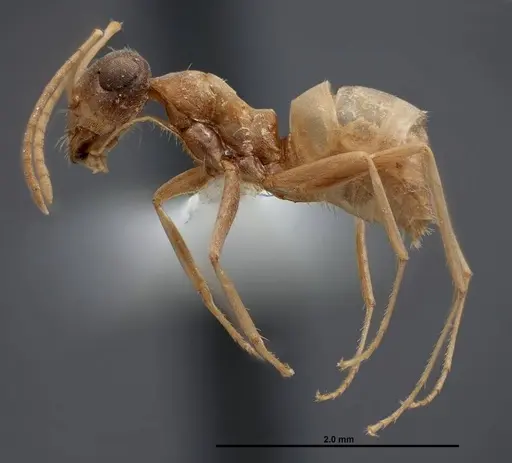 Myrmecocystus pyramicus - FMNHINS0000062665