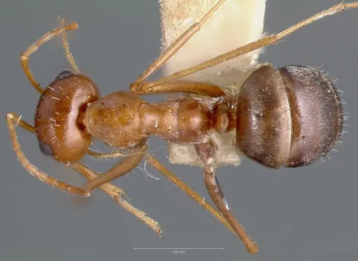 Myrmecocystus romainei specimen