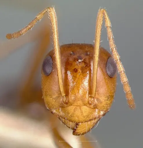 Myrmecocystus romainei specimen