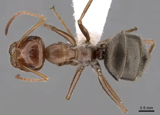 Myrmecocystus romainei - CASENT0280520