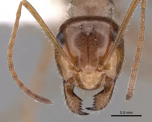 Myrmecocystus romainei - CASENT0280520