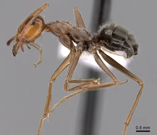 Myrmecocystus romainei - CASENT0280520