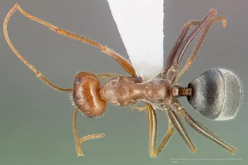 Myrmecocystus semirufus specimen