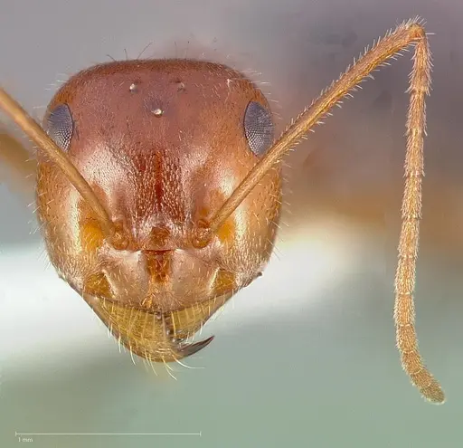 Myrmecocystus semirufus specimen