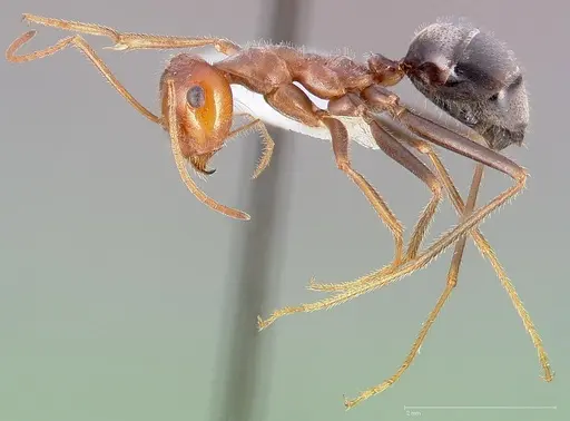 Myrmecocystus semirufus specimen
