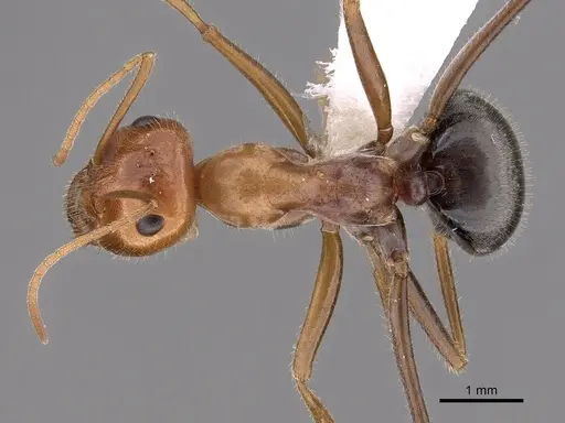 Myrmecocystus semirufus - CASENT0280510