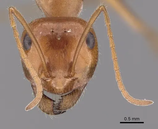 Myrmecocystus semirufus - CASENT0280510