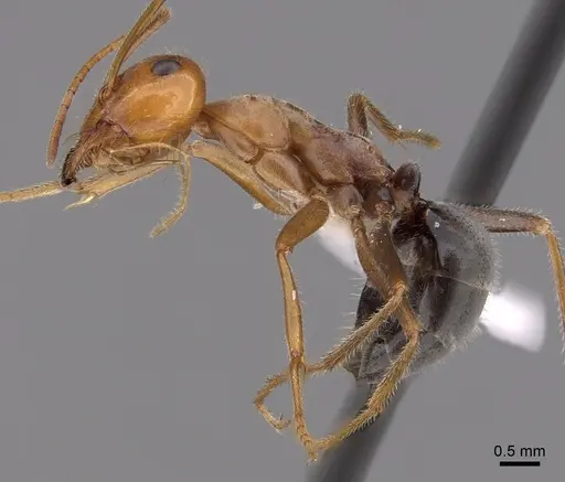 Myrmecocystus semirufus - CASENT0280510
