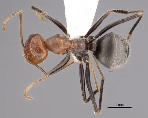 Myrmecocystus semirufus - CASENT0280511