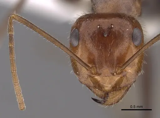 Myrmecocystus semirufus - CASENT0280511