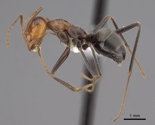Myrmecocystus semirufus - CASENT0280511