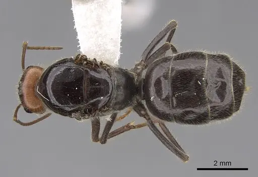 Myrmecocystus semirufus - CASENT0862013