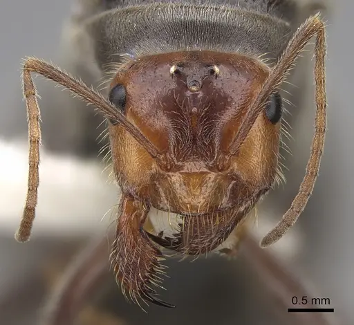 Myrmecocystus semirufus - CASENT0862013