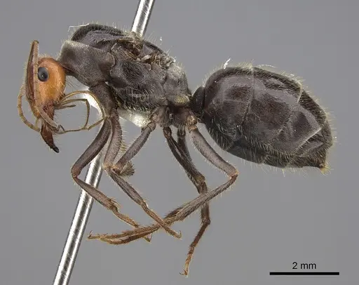 Myrmecocystus semirufus - CASENT0862013