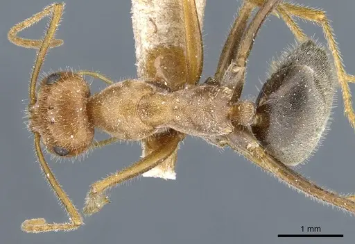 Myrmecocystus semirufus - CASENT0905690
