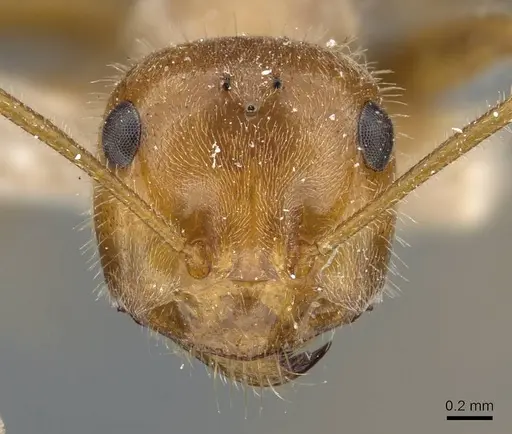 Myrmecocystus semirufus - CASENT0905690