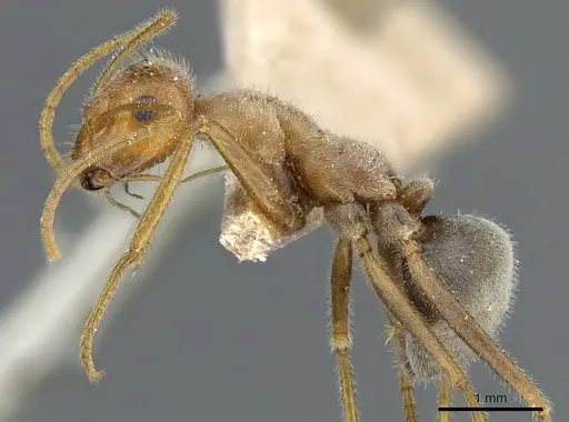 Myrmecocystus semirufus - CASENT0905690