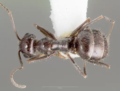 Myrmecocystus tenuinodis specimen