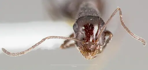 Myrmecocystus tenuinodis specimen