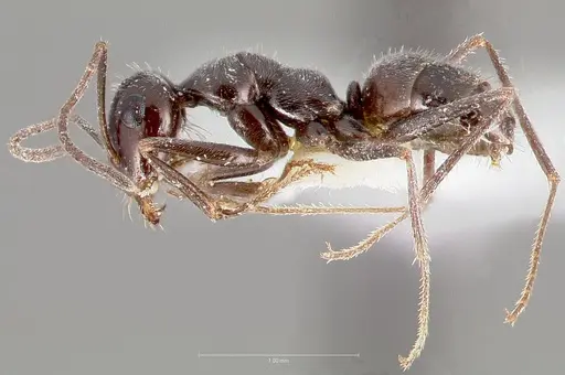 Myrmecocystus tenuinodis specimen