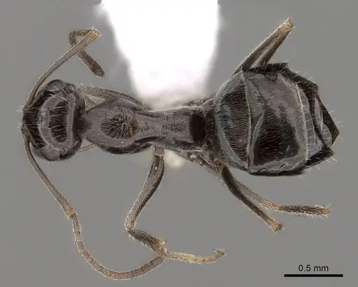 Myrmecocystus tenuinodis - CASENT0280522
