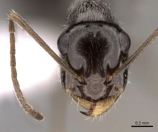 Myrmecocystus tenuinodis - CASENT0280522