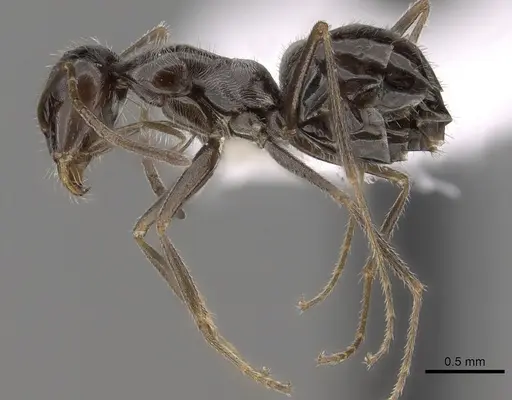 Myrmecocystus tenuinodis - CASENT0280522
