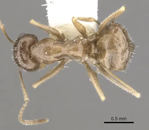 Myrmecocystus tenuinodis - CASENT0903197