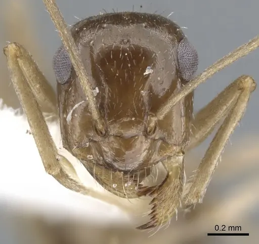 Myrmecocystus tenuinodis - CASENT0903197