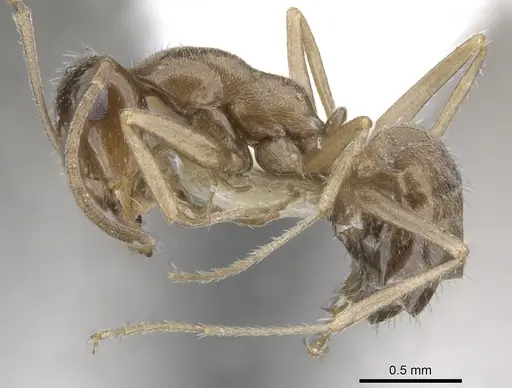 Myrmecocystus tenuinodis - CASENT0903197