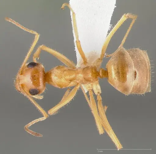 Myrmecocystus testaceus specimen