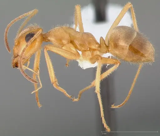 Myrmecocystus testaceus specimen