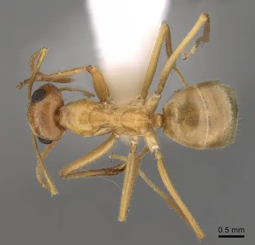 Myrmecocystus testaceus - CASENT0280531
