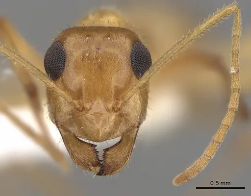 Myrmecocystus testaceus - CASENT0280531