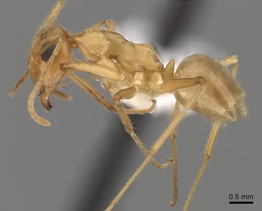 Myrmecocystus testaceus - CASENT0280531