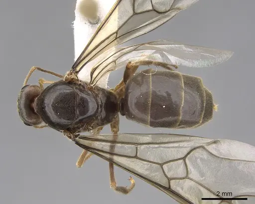 Myrmecocystus testaceus - CASENT0862014