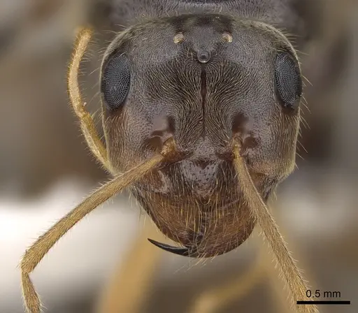 Myrmecocystus testaceus - CASENT0862014