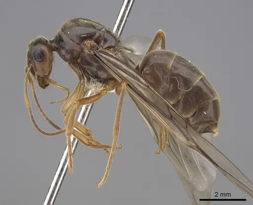 Myrmecocystus testaceus - CASENT0862014