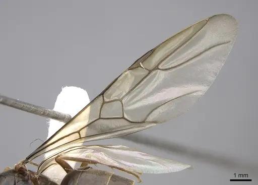 Myrmecocystus testaceus - CASENT0862014