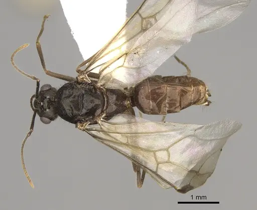 Myrmecocystus testaceus - CASENT0862015