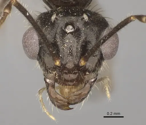 Myrmecocystus testaceus - CASENT0862015