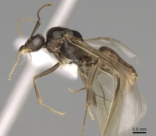 Myrmecocystus testaceus - CASENT0862015