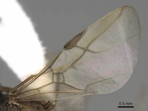 Myrmecocystus testaceus - CASENT0862015