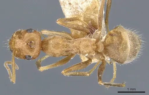 Myrmecocystus testaceus - CASENT0905691