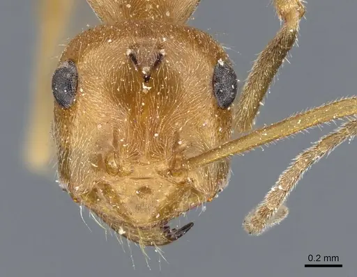 Myrmecocystus testaceus - CASENT0905691