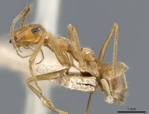 Myrmecocystus testaceus - CASENT0905691